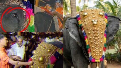 कोर्टासमोर भावना हारली! महादेवी हत्तीची अंबानींच्या वनतारामध्ये पाठवणी, हत्तीलाही झाले अश्रू अनावर