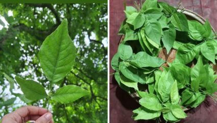 श्रावण महिन्यात न चुकता करा ‘या’ हिरव्या पानाचे सेवन, मधुमेहापासून पोटासंबंधित सर्वच समस्यांवर मिळेल आराम