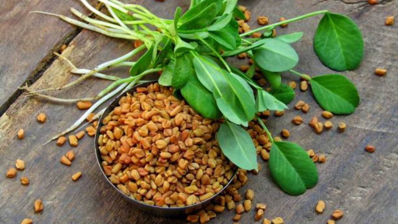मेथीच्या दाण्यांमध्ये भरपूर फायबर असते. याशिवाय शरीरात साचलेले विषारी घटक बाहेर पडून जातात आणि आरोग्य सुधारण्यास मदत होते. मेथी दाण्यांचे पाणी नियमित प्यावे. 