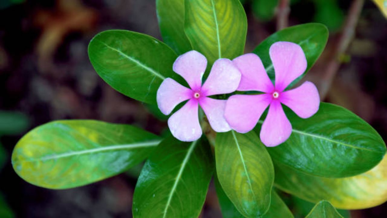 सदाफुलीच्या फुलांचा काढा प्यायल्यामुळे पोटाच्या गॅस, अपचन आणि बद्धकोष्ठता इत्यादी अनेक समस्यांपासून आराम मिळतो. याशिवाय पाचक एंजाइम सक्रिय होऊन पचनक्रिया सुधारते. 