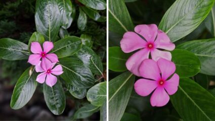 मधुमेहापासून आरोग्यासंबंधित अनेक समस्यांवर प्रभावी ठरेल सदाफुली, आयुर्वेदात आहे विशेष महत्व