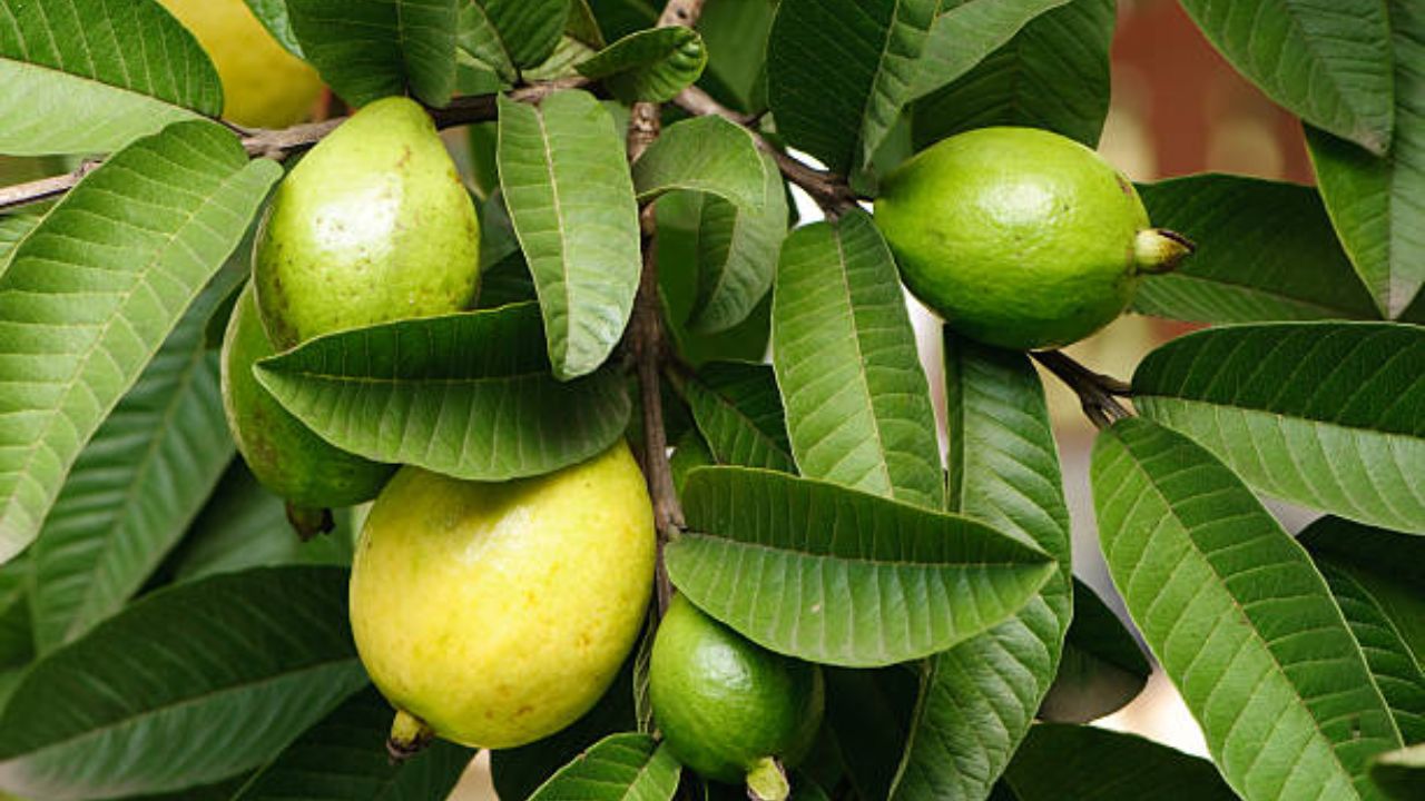 पोटातील गॅस, आम्लता आणि बद्धकोष्ठतेच्या सर्वच समस्यांपासून आराम मिळवण्यासाठी पेरू किंवा पेरूची पाने खावीत. सकाळच्या नाश्त्यात नियमित एक पेरू खाल्ल्यास पोट स्वच्छ होण्यास मदत होईल. 