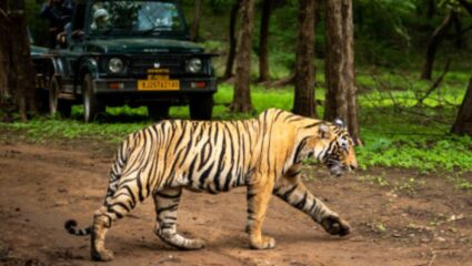 International Tiger Day: जगभरात आंतरराष्ट्रीय व्याघ्र दिन का साजरा केला जातो? जाणून घ्या वाघांविषयी काही रंजक माहिती