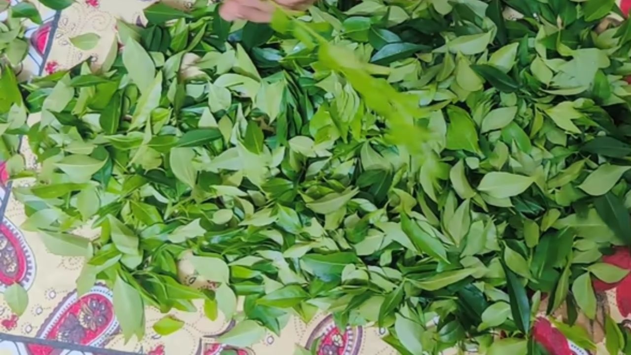 मजबूत आणि निरोगी केसांसाठी कढीपत्त्याची पाने चावून खावीत. सकाळी उठल्यानंतर ४ किंवा ५ पाने चावून खाल्यास महिनाभरात तुमचे केस मजबूत आणि निरोगी होतील. 