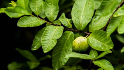 सकाळी उठल्यानंतर रिकाम्या पोटी खा ‘ही’ हिरवी पाने, शरीराला होतील आश्चर्यकारक फायदे