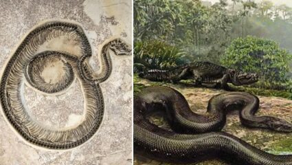 मानवी इतिहासातील सर्वात मोठा साप कोणता? भारतातील ‘वासुकी’ की कोलंबियाचा ‘टायटानोबोआ’