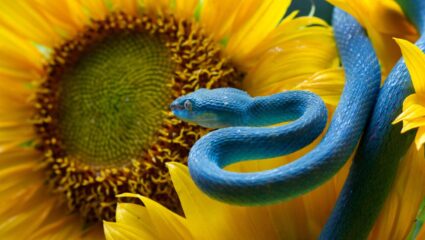 World Snake Day: साप म्हणजे धोका नाही तर पर्यावरण रक्षक; जाणून घ्या का पृथ्वीवर महत्त्वाचे आहे त्याचे अस्तित्व
