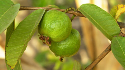 पेरूचा बद्धकोष्ठतेसाठी वापर करून घ्या