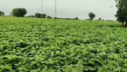 Latur News : जिल्ह्यात पावसाची हजेरी, पावसामुळे खरीप पिकांना जीवदान