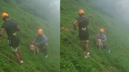 Matheran News : दरीत अडकून पडला कुत्रा अन् सलग तीन दिवस… ; सह्याद्री ट्रेकर्सने ‘असं’ केलं रेस्क्यू