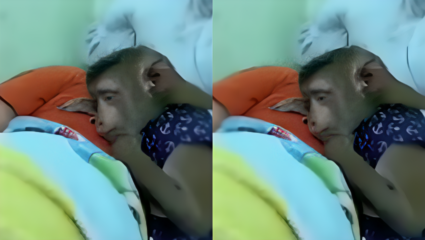 Viral Video: खाल्या मीठाला जागला! मालकाच्या आजारपणाची माकडालाही जाणीव… ‘हे’ भावनिक क्षण डोळ्यांत आणतील पाणी