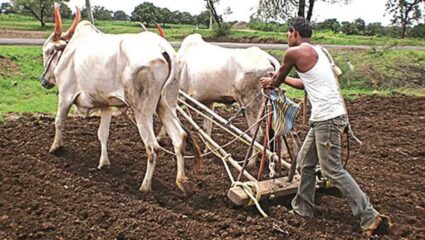 सांगली जिल्ह्यात 35 टक्के खरीप पेरण्या पूर्ण; सोयाबीनमध्ये घट होणार?