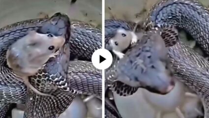 Mouse VS Snake : उंदीर मामाची दहशत पहा… थेट नागाच्या फणावरच जाऊन बसला अन् मग जे घडलं… Video Viral