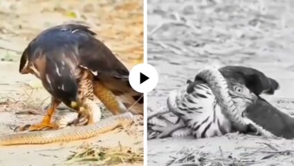 स्वतःच्याच जाळ्यात अडकला अवकाशाचा राक्षस; सापाने असा गळा आवळला की… पाहून सर्वांचाच उडाला थरकाप; Video Viral