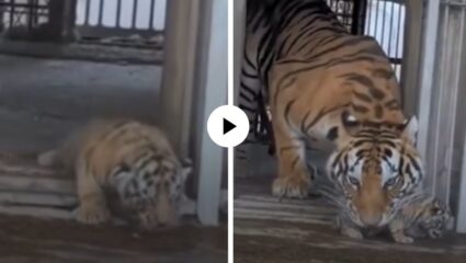 आई ही आईच असते! पर्यटकांना भेटण्यासाठी आतुर… चिमुकला वाघ बिळातून बाहेर आला पण मागून आईने असं काही केलं… Video Viral