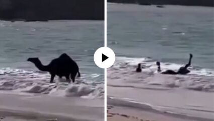 वाळवंटाचा जहाज जेव्हा पहिल्यांदा समुद्रीकिनारी पोहचला तेव्हा काय झालं… उंटाची रिॲक्शन पहाल तर सुखावून जाल; Video Viral