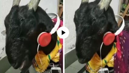 अरे व्वा! बकरीच्या कानात घातले हेडफोन्स; गाणी ऐकताच मग बकरीने जे केलं… पाहून तुम्हीही व्हाल खुश; मजेदार Video Viral