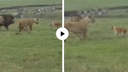 डॉगेश भाई से पंगा नहीं… ! दबक्या पावलांनी आला अन् थेट जंगलाच्या राणीवरच केला हल्ला, पाहून सिंहही घाबरला; Video Viral