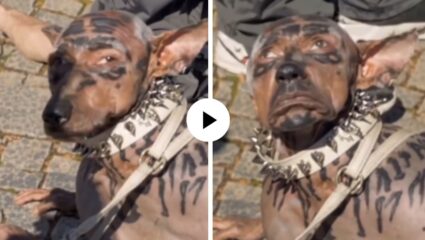 अरे हा माणूस आहे की कुत्रा! संपूर्ण शरीर केलं ट्रान्सफॉर्म, भयावह दृश्य… पाहून तुम्हीही व्हाल शॉक; धक्कादायक Video Viral
