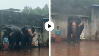 अरे व्वा! पावसात चिमुकल्यांसह गजराजांनी लुटली क्रिकेटची मजा; सोंडेने बॅट पकडली अन् केला षटकारांचा वर्षाव; मजेदार Video Viral