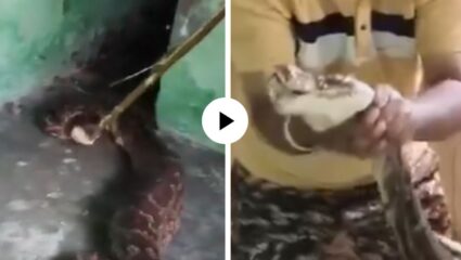 सरपटणाऱ्या प्राण्याची दहशत! घरात घुसून पाळीव प्राण्याची केली शिकार; बाथरूममध्ये शिरत जिवंतच गिळले; थरारक Video Viral