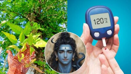 भगवान शिवाला प्रिय असणाऱ्या या पानाने रक्तातील साखर अन् कोलेस्ट्रॉलही नियंत्रणात करता येईल; वापरण्याची योग्य पद्धत जाणून घ्या