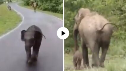 हरवलेल्या चिमुकल्या गजराजाची आईशी करून दिली भेट; धावत पळत आला अन् आईलाच बिलगला; क्युट Video Viral
