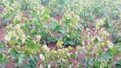 Parali crime: रागाच्या भारत आपल्या भावाच्या  ३ एकर कपाशीच्या पिकावर तणनाशकाची केली फवारणी; लाखोंचे नुकसान, गुन्हा दाखल
