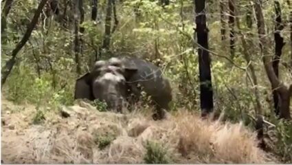 Sindhudurg : हत्तींच्या हल्ल्यांवर ठोस कारवाईसाठी ठाकरे सेनेचा इशारा