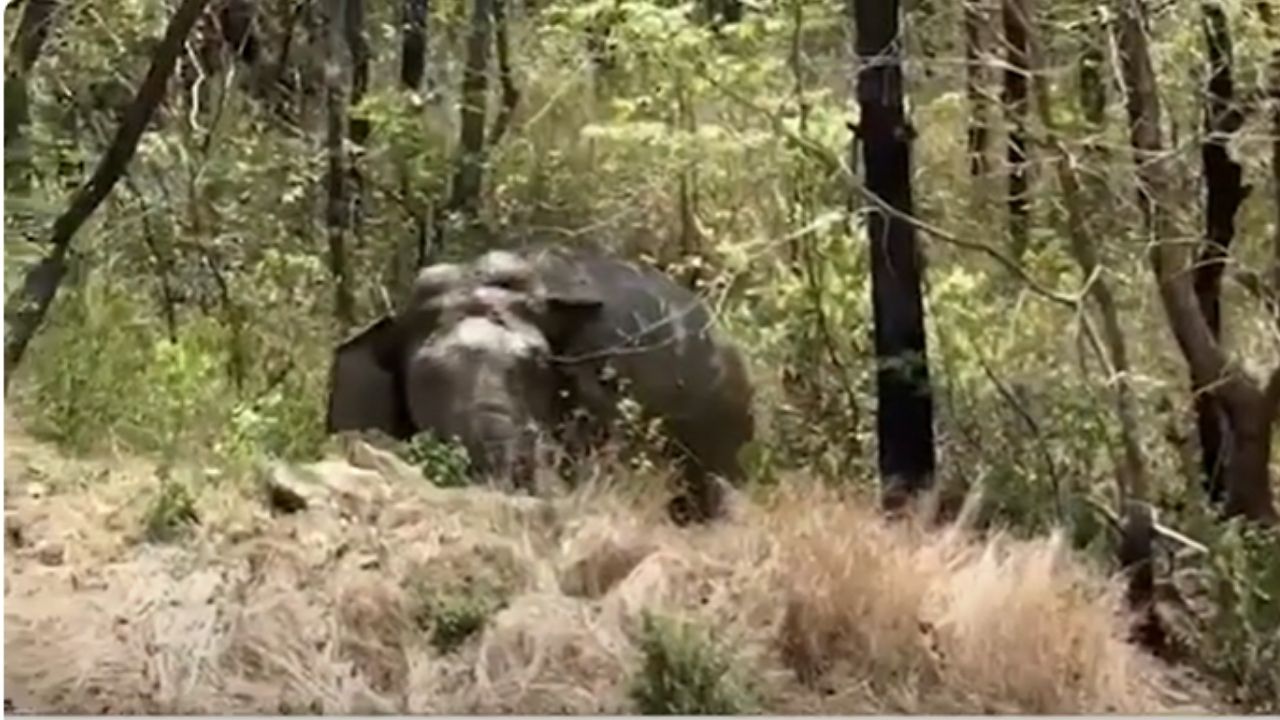 Thackeray Sena Warns Of Concrete Action Against Elephant Attacks