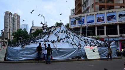 कोणी घर देता का घर! कबुतर खाना बंद, पण हे पक्ष्यांना कोण सांगणार?  शेकडो कबुतरे आजही चौकात, VIRAL PHOTO
