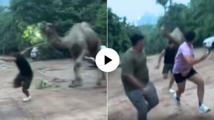 उंटाला डिवचणं पडलं महागात! वाळवंटाच्या राजाने तरुणांना दाखवला रौद्रावतार, VIDEO VIRAL