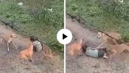भटक्या कुत्र्यांचा कहर! ७ वर्षांच्या चिमुकलीवर हल्ला केला अन्…; पुढं जे घडलं थरारक, Video viral