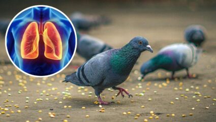 कबुतरांचा सहवास देतोय खोकला अन् दमा; फुफुसाच्या संसर्गित रोगांना मिळतंय आवताण