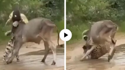 आईच्या मायेपुढे हरला राक्षस! वासरला वाचवण्यासाठी बिबट्याशी गाईचे दोन हात; थरकाप उडवणारा Video Viral