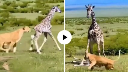 आईचे धाडस पाहून सिंहीणीलाही घ्यावी लागल माघार; जिराफने असा केला बाळाचा बचाव, VIDEO VIRAL