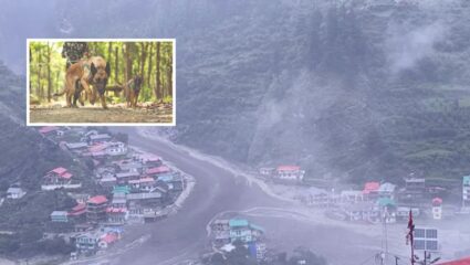 स्निफर डॉग्सची सुंगण्याची क्षमता नक्की किती असते ? उत्तरकाशीतील दुर्घटनेत मलब्याखाली दबलेल्यांचा घेणार शोध