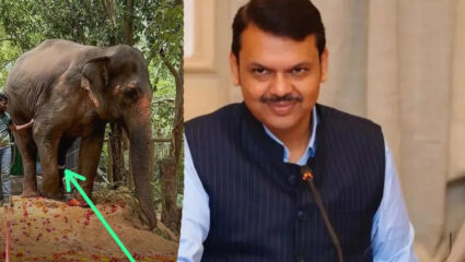 Mahadevi Elephant: ‘माधुरी’ला परत आणण्यासाठी CM फडणवीस ॲक्शन मोडमध्ये; म्हणाले, “हा आदेश…”