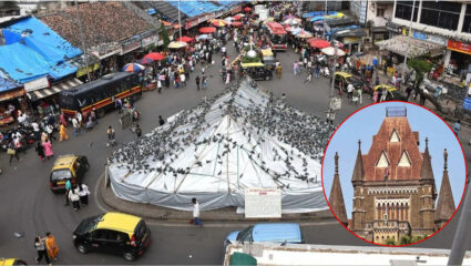 मोठी बातमी! नागरिकांचं आरोग्य महत्वाचं; हायकोर्टाकडून कबुतरांना अन्न, पाणी देण्यास बंदी कायम