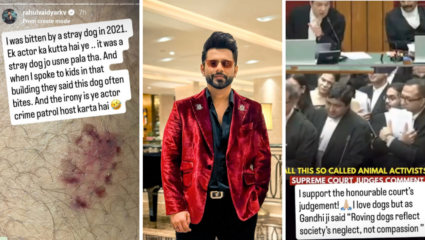 ‘इतकं प्रेम आहे तर घरी घेऊन जा..’ भटक्या कुत्र्यांवर सर्वोच्च न्यायालयाच्या निर्णयाला राहुल वैद्यचे समर्थन