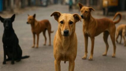 शेल्टर होम नाही तर आता नसबंदी…; सुप्रीम कोर्टाचा दिल्लीतील भटक्या कुत्र्यांबाबत महत्त्वपूर्ण निर्देश