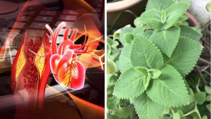 नसांमध्ये चिटकून राहिलेले घाणेरडे कोलेस्ट्रॉल नष्ट करण्यासाठी ‘या’ पद्धतीने करा ओव्याच्या पानांचे सेवन, रक्तवाहिन्या होतील स्वच्छ