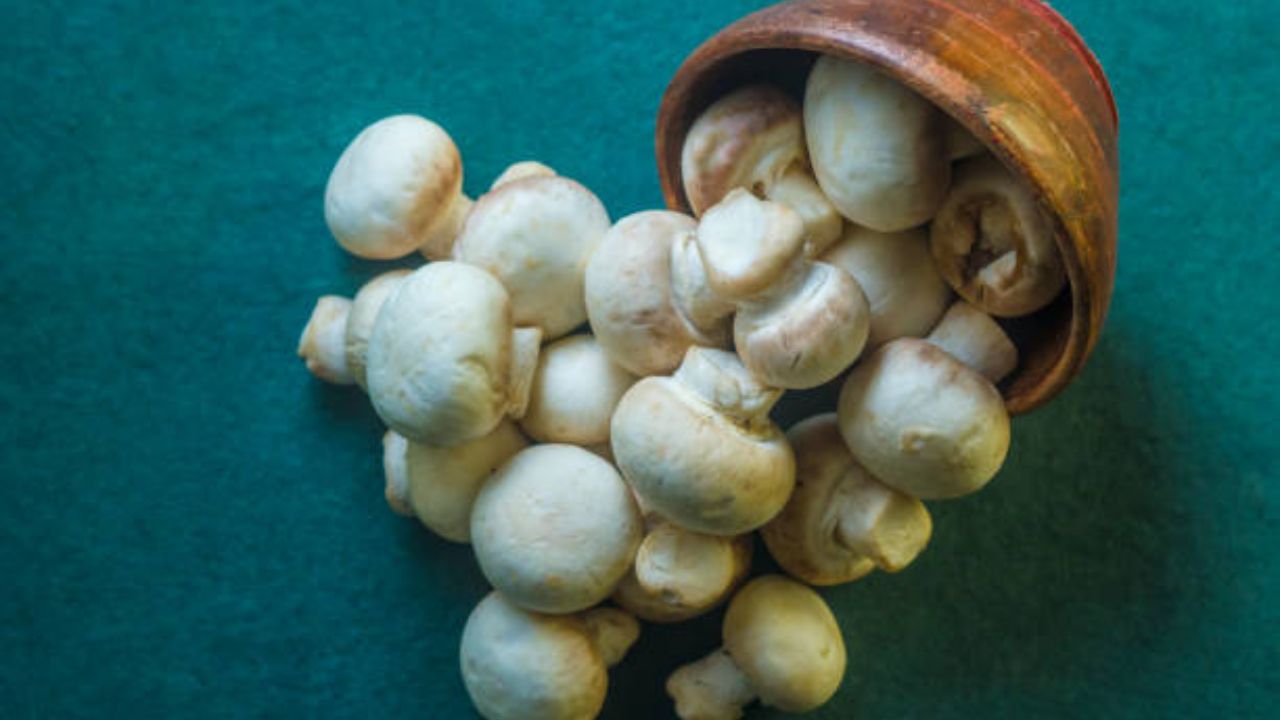 औषधी गुणधर्मांनी समृद्ध असलेले मशरूम शरीराची रोगप्रतिकारशक्ती वाढवण्यासाठी मदत करते. त्यामुळे आहारात कायमच मशरूमचे सेवन करावे. यामध्ये असलेले फायबर आणि बायोएक्टिव्ह संयुगे रक्तातील साखर नियंत्रित ठेवतात. 
