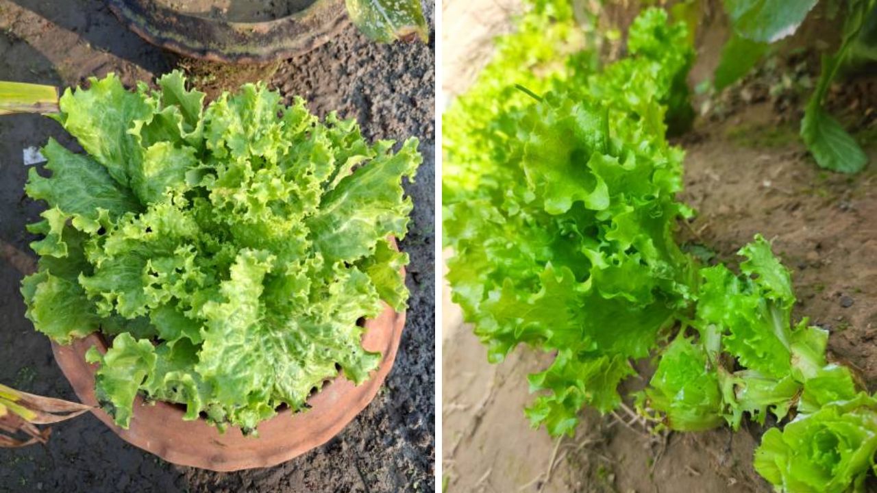 लेट्यूसमध्ये पोटॅशियम आणि फायबर मोठ्या प्रमाणावर आढळून येते, ज्यामुळे शरीरात वाढलेली कोलेस्ट्रॉलची पातळी नियंत्रणात राहते. यामध्ये असलेले फोलेट आणि अँटीऑक्सिडंट्स रक्तदाब संतुलित ठेवतात. 