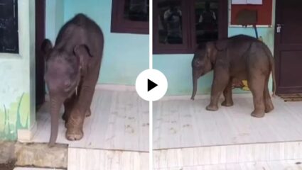 अरेच्चा! हत्तीच्या पिल्लालाही आवरला नाही शिकण्याचा मोह; जंगलातून थेट पोहोचला शाळेत, Video Viral