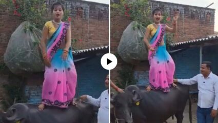 रिल का चक्कर बाबू भैया, रिल का चक्कर! म्हशीच्या पाठीवर उभी राहून थिरकली महिला; नेटकरी म्हणाले…, Video Viral