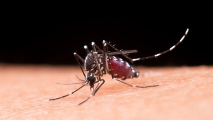 World Mosquito Day : 2025 मध्ये का वाढला आहे डासांचा धोका? जाणून घ्या उपाय आणि प्रतिबंध