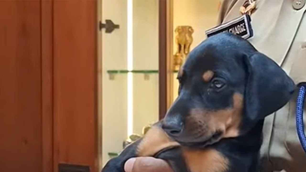 Ahilyanagar Bravo Dog Inducted Into Ahilyanagar Police Force Superintendent Of Police Learns The Information