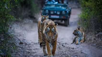 वन्यजीवप्रेमींसाठी खास! भारतातील ‘ही’ 10 ठिकाणे ठरतील जंगल सफारीसाठी बेस्ट चॉईस