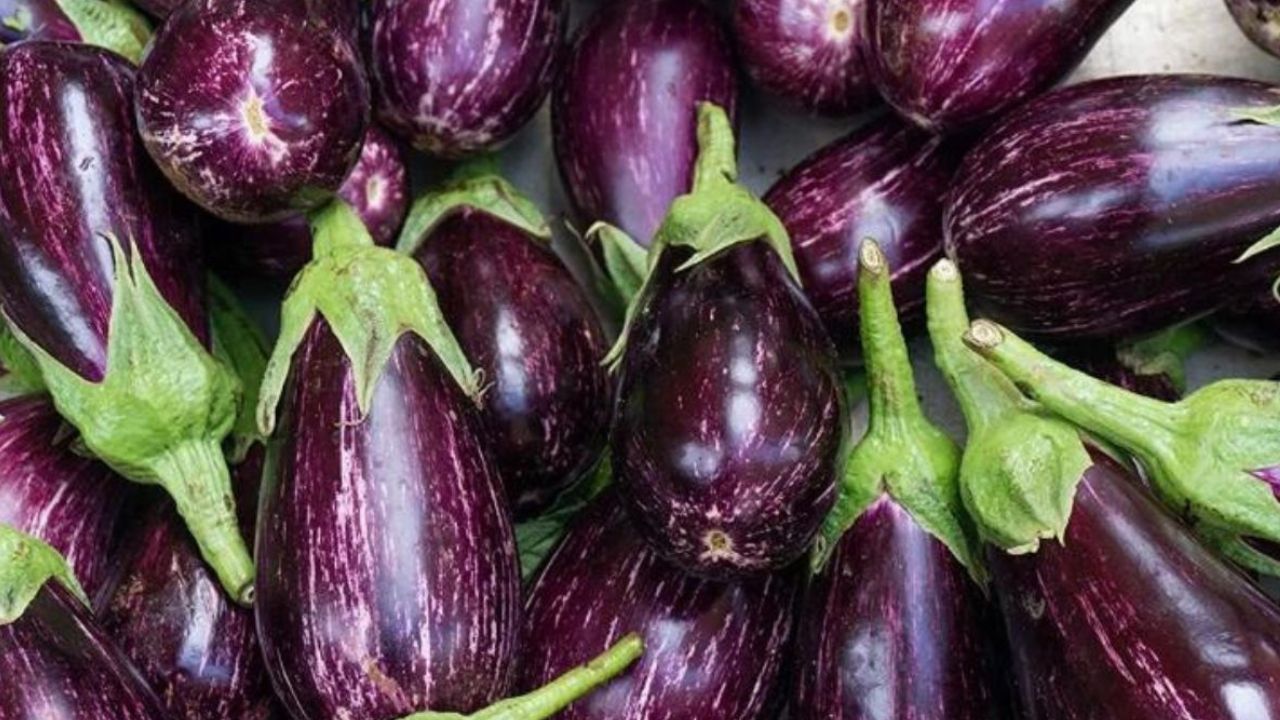 पावसाळ्यात वांग्याला कीड मोठ्या प्रमाणात लागते, त्यामुळे आरोग्यतज्ञ असं सांगतात की, पावसाळ्यात वांग्याची भाजी खाऊ नये. 